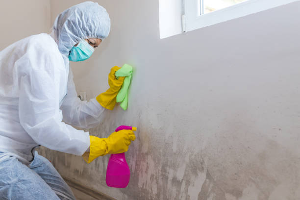 Best Mold Damage Restoration  in Marbury, AL